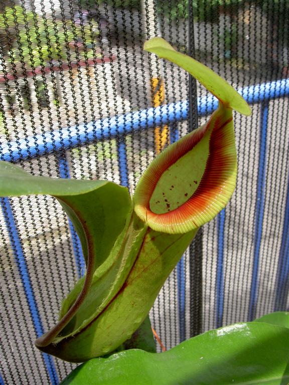 Nepenthes x predator 5